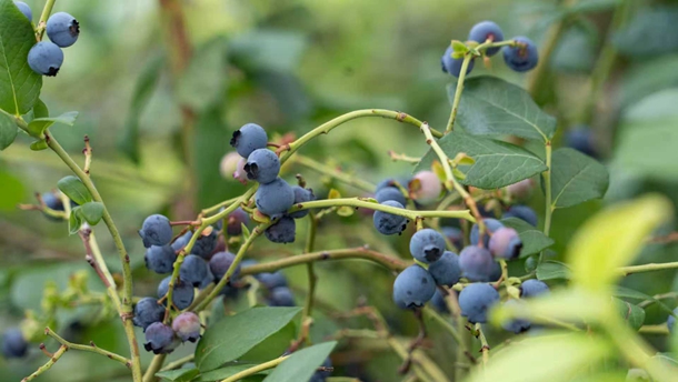 行進中國丨小藍莓繪就“莓”好“藍”圖夏色未央，秋聲漸起，位於伊春市的友好藍莓產業園已是紫果盈枝，甜香漫溢。游客們提籃穿梭於樹叢間，將這份源自小興安嶺的甘甜盡數珍藏。