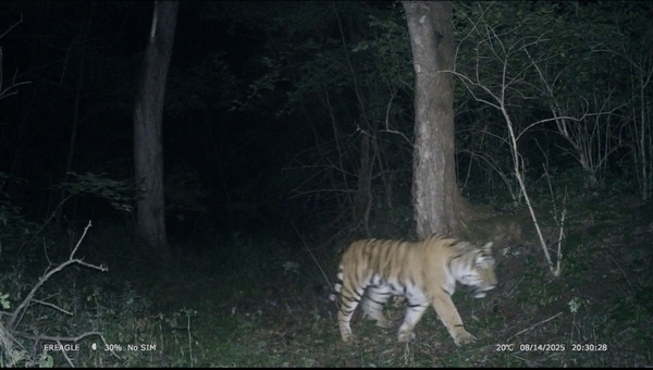 东北虎豹国家公园东宁片区“完达山一号“影像。黑龙江省生态环境厅供图