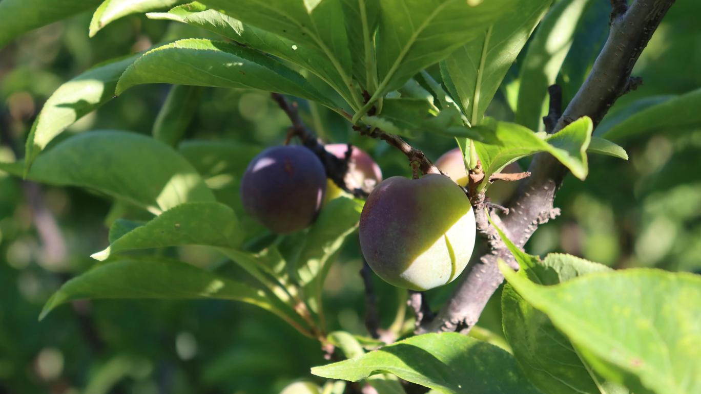 3d77c6b39d8dcb604aef823dce254dfb