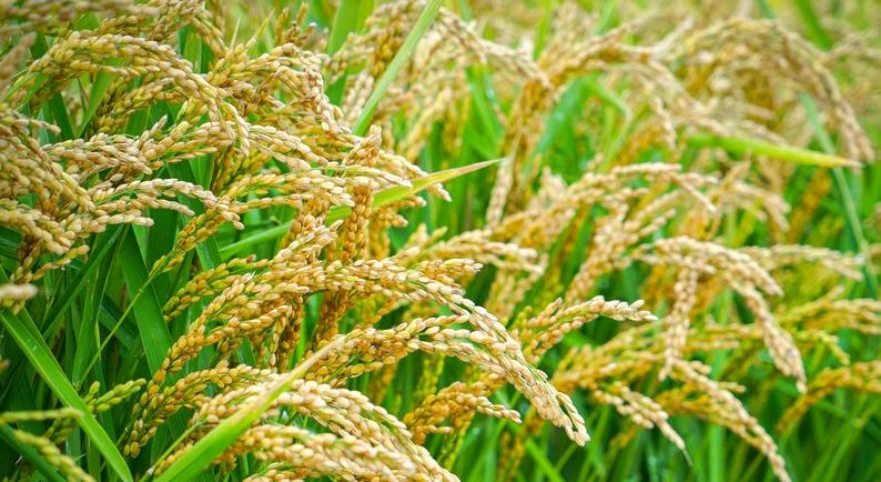 东北米饭何以格外香？