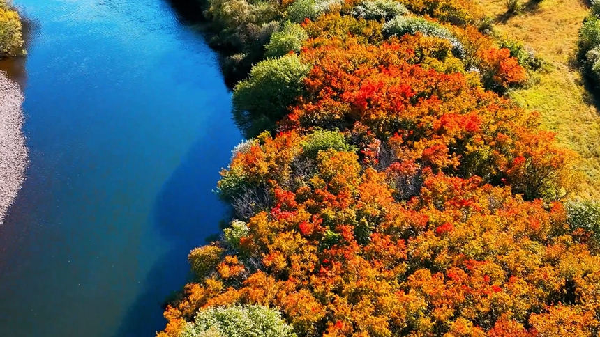 黑河市爱辉区：湿地公园勾勒炫美秋景