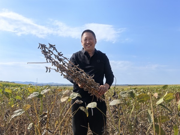 宾县：大垄密植促丰收  金豆满仓绘新景