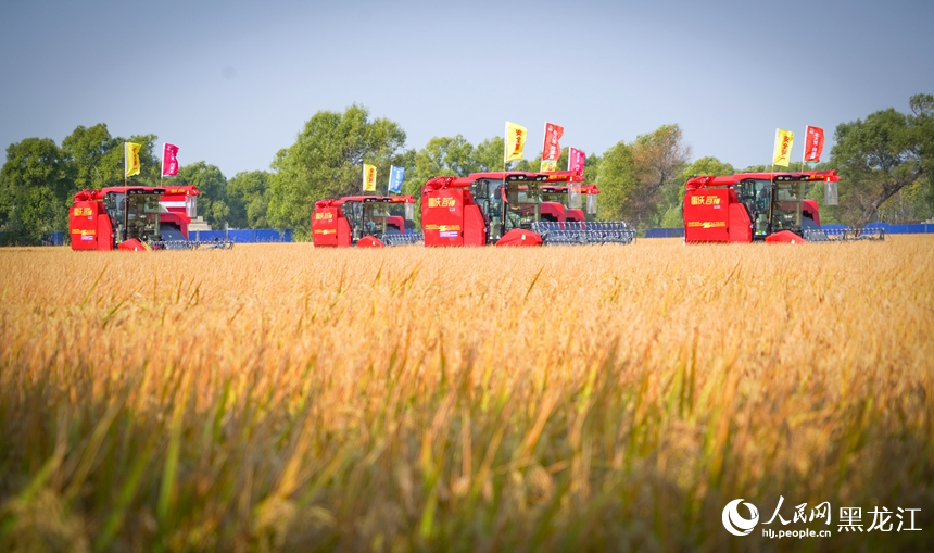 大机械化作业方式提高了效率，保障秋收顺利进行。人民网记者 苏靖刚摄