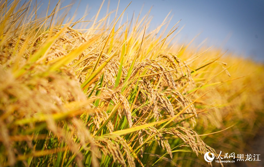 各地水稻等主粮作物进入集中收获期。人民网记者 苏靖刚摄