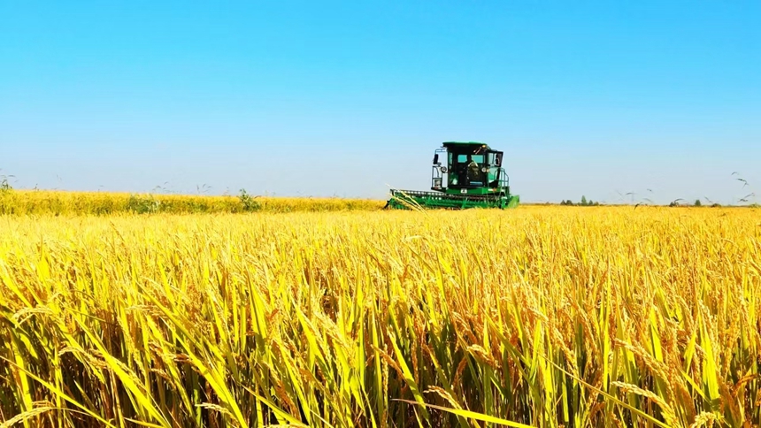 黑龙江的田野褪去翠绿换上金黄。景科鑫摄