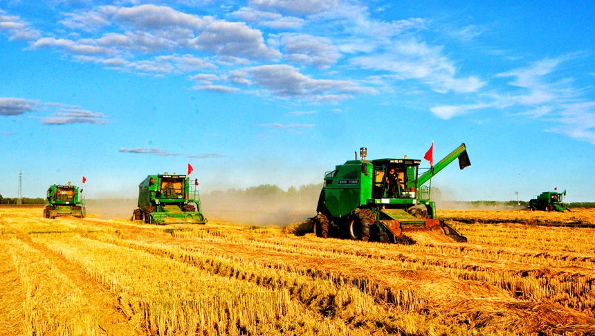 黑龍江省秋收工作由南向北全面鋪開。劉江攝