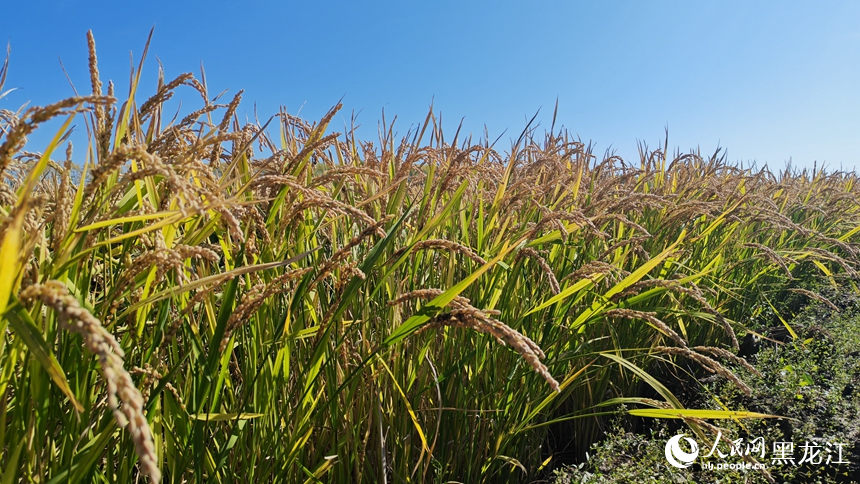 金秋稻谷颗粒归仓。人民网记者 张哲鑫摄