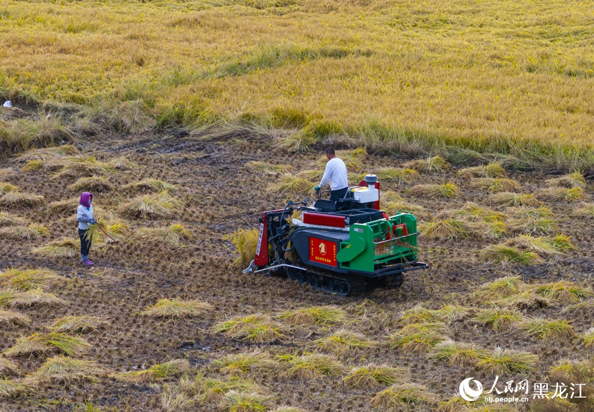 农户抢抓晴好天气，开镰收割、晾晒归仓。人民网 徐成龙摄