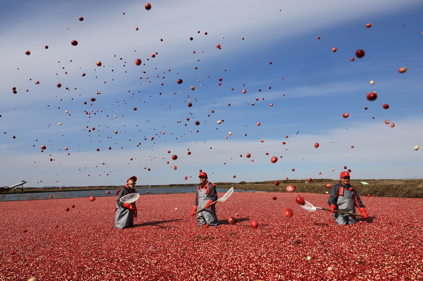 黑龙江抚远4200亩蔓越莓迎丰收
