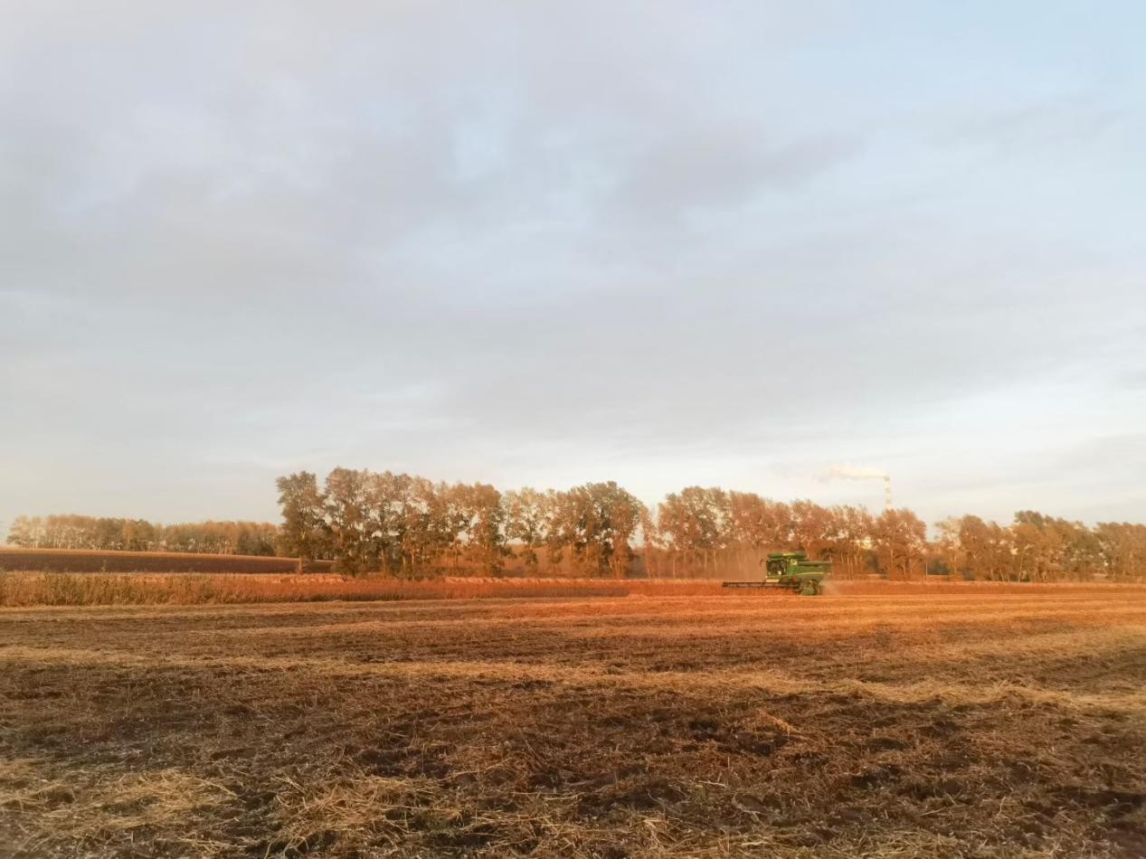 秋收作业。图片由农发行双鸭山市分行提供