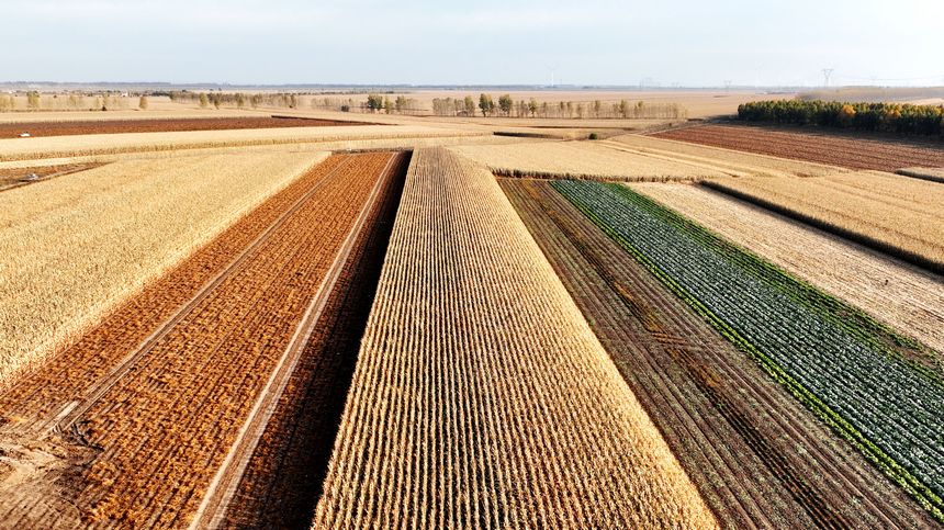 庄稼铺就的彩色地毯。刘宪武 摄