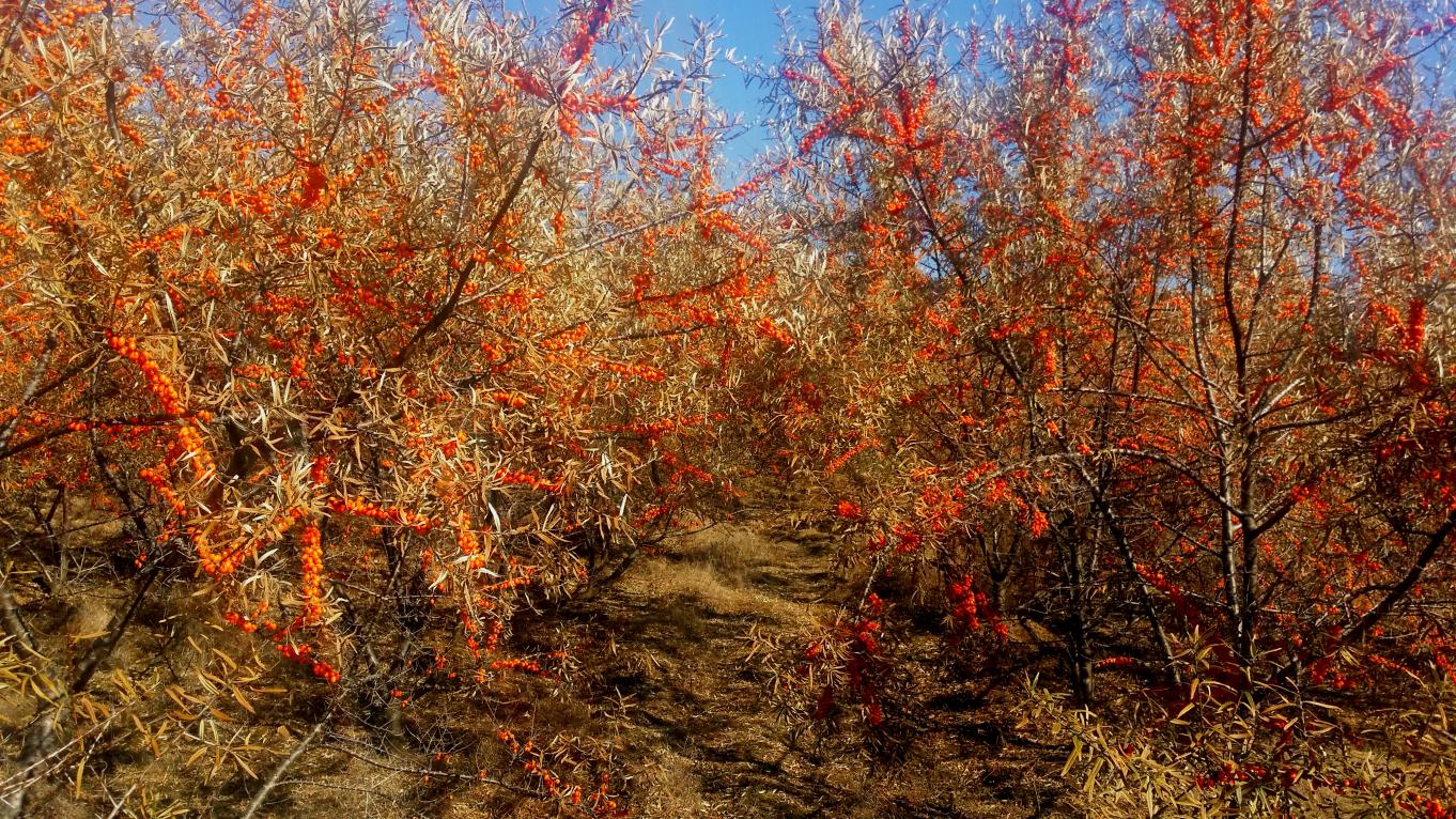 桦南县驼腰子镇上桦村沙棘林。