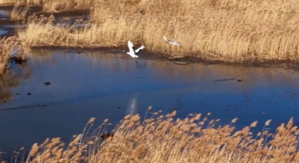 候鳥南遷 繪就“生態詩畫”