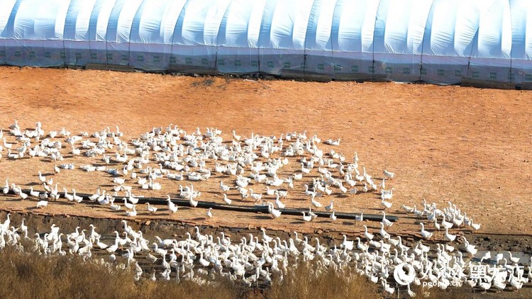 养殖基地中的种鹅孕育着产业兴旺的希望。人民网记者 张哲鑫摄