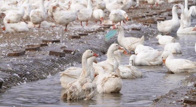 行進中國丨林區“鵝鳴”