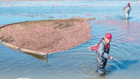 水中採收蔓越莓