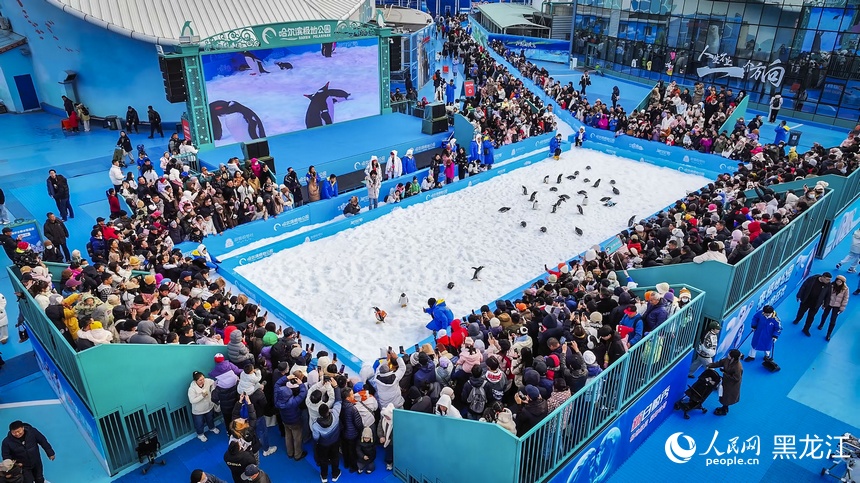 哈尔滨：“淘学企鹅”迎来首场“粉丝见面会”