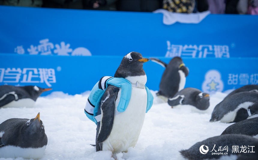 哈尔滨：“淘学企鹅”迎来首场“粉丝见面会”