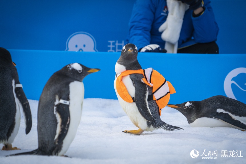 哈尔滨：“淘学企鹅”迎来首场“粉丝见面会”