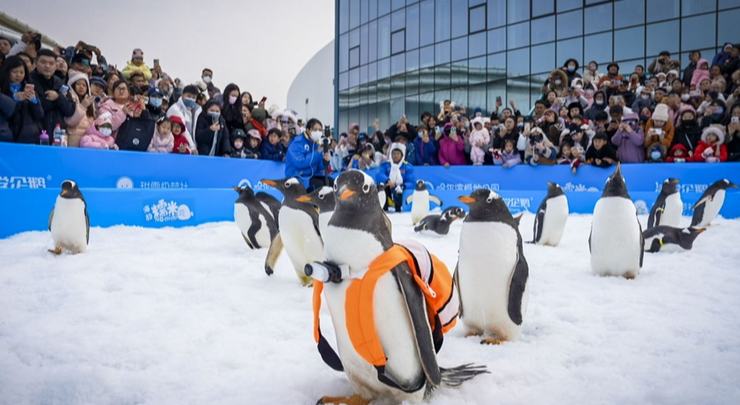 “淘學企鵝”迎來首場“粉絲見面會”