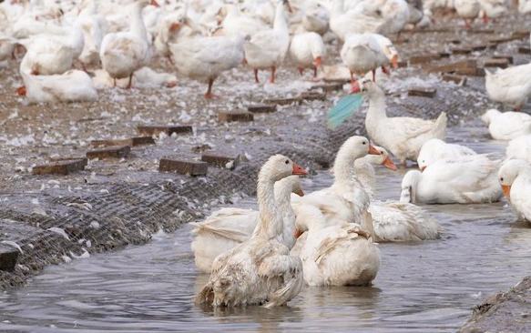 行进中国丨林区“鹅鸣”