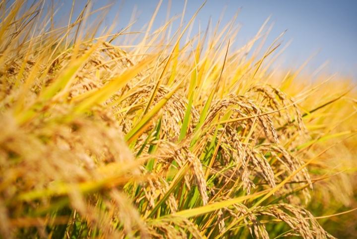 黑龙江发布2026年125个主导品种引领农业提质增效