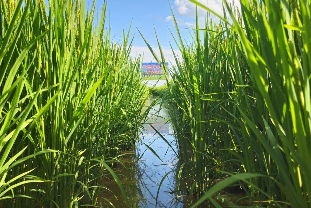 黑龙江省粮食生产实现“二十二连丰”