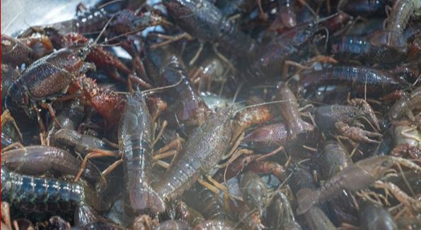 铁力“虾稻共养”育出富民产业