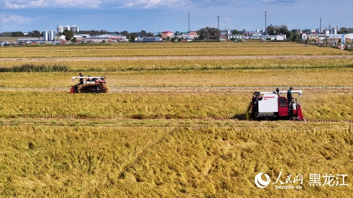 哈尔滨五常市在进行秋收作业（资料图）。人民网记者 徐成龙摄