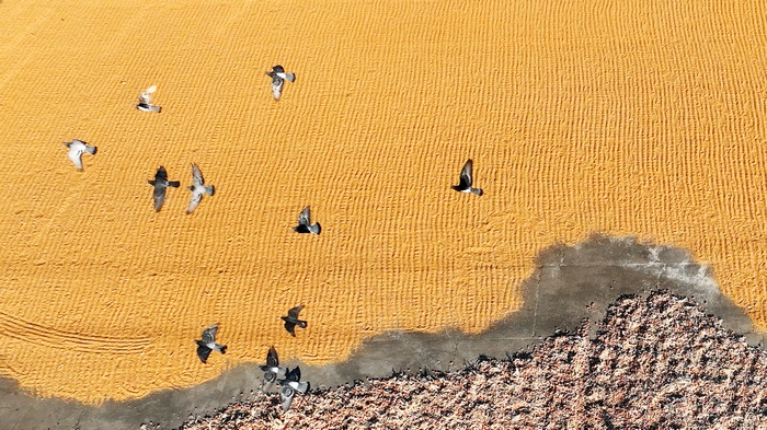 绥化市北林区打谷场（资料图）。刘宪武摄