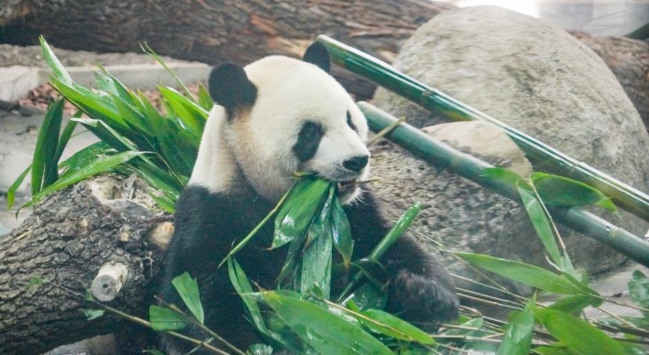 大熊貓“芝士”“芝麻”享受冬日時光