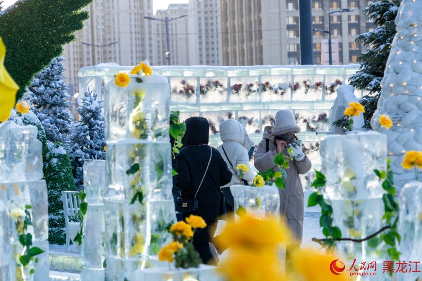 冰封玫瑰“绽放”冰城街头 冬日浪漫引市民游客打卡