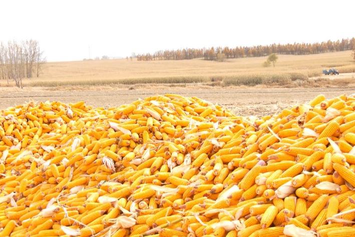 克东：鲜食玉米撬动十亿级发展版图