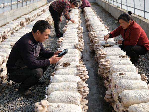 建设银行黑龙江省分行助力富源村发展庭院经济。中国建设银行黑龙江省分行供图