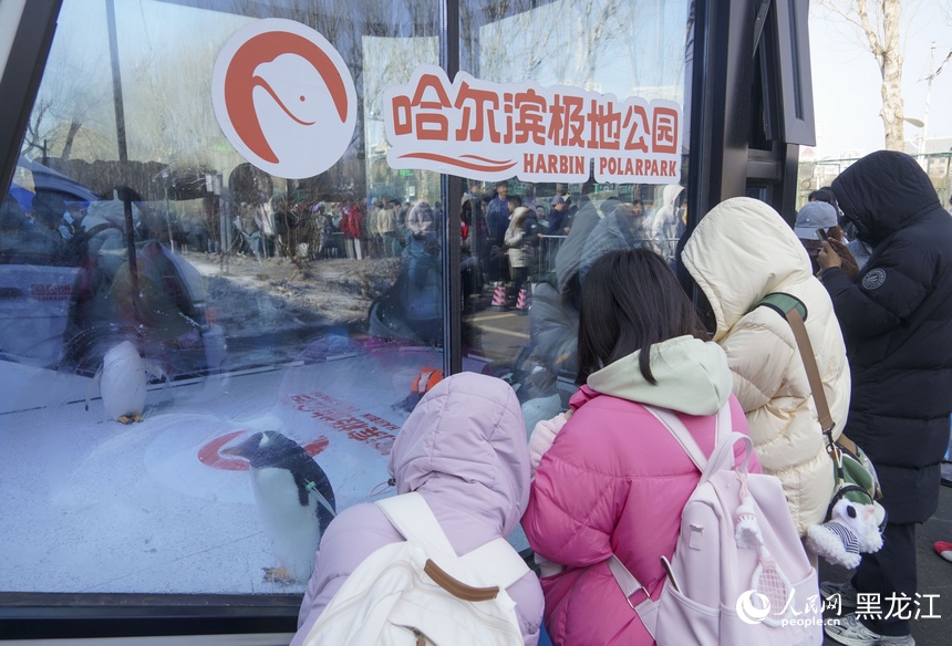 2026哈爾濱極地公園淘學企鵝開啟四季巡游