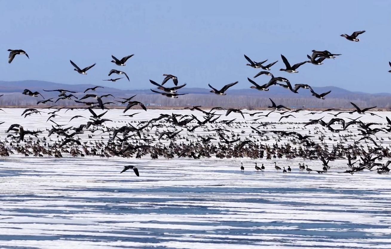 春歸興凱湖 珍稀候鳥陸續現身濕地