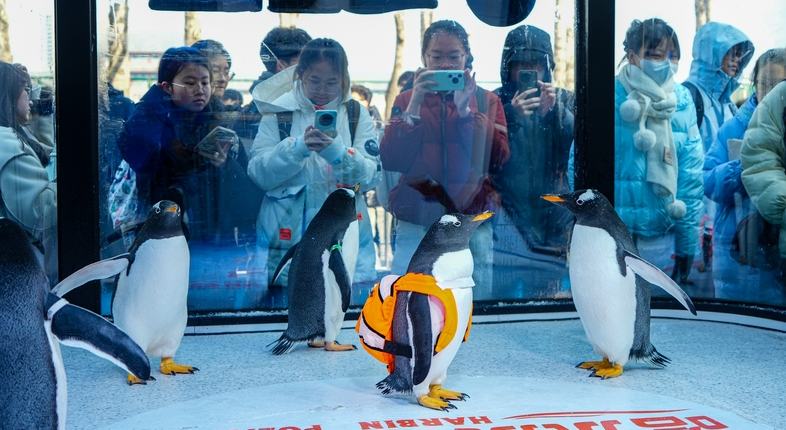 哈尔滨极地公园淘学企鹅开启四季巡游