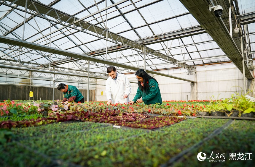 哈尔滨：智能温室解锁“花卉自由”