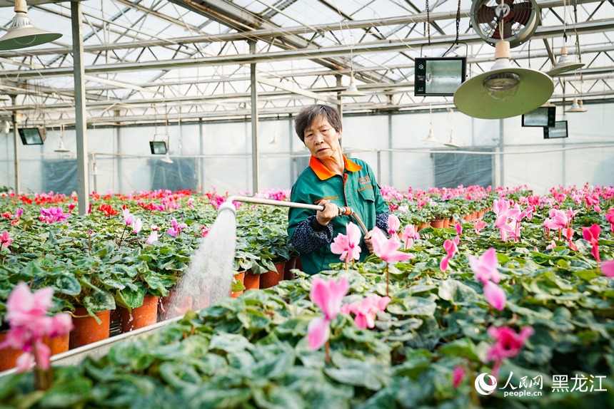 哈尔滨：智能温室解锁“花卉自由”