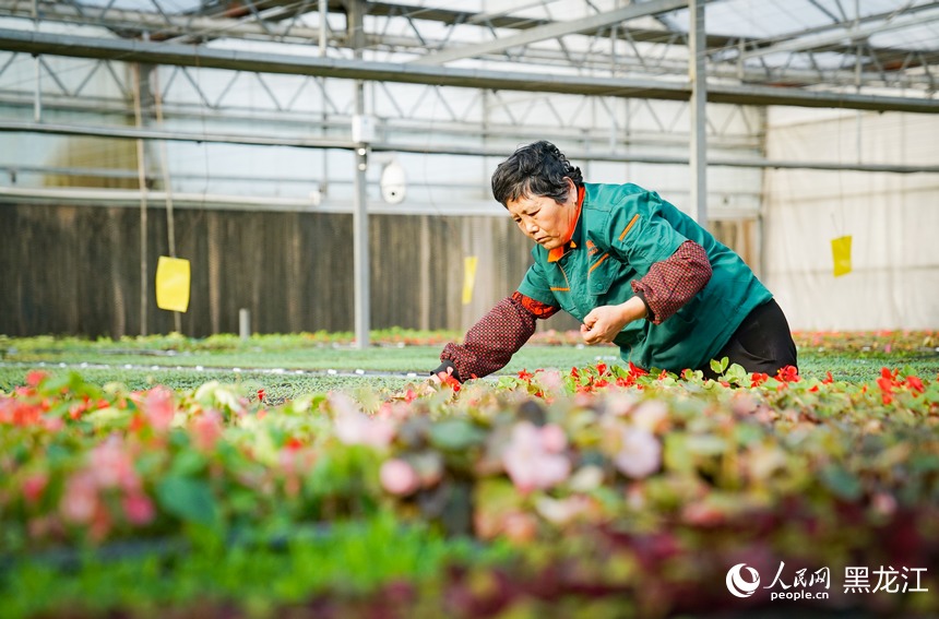 哈尔滨：智能温室解锁“花卉自由”