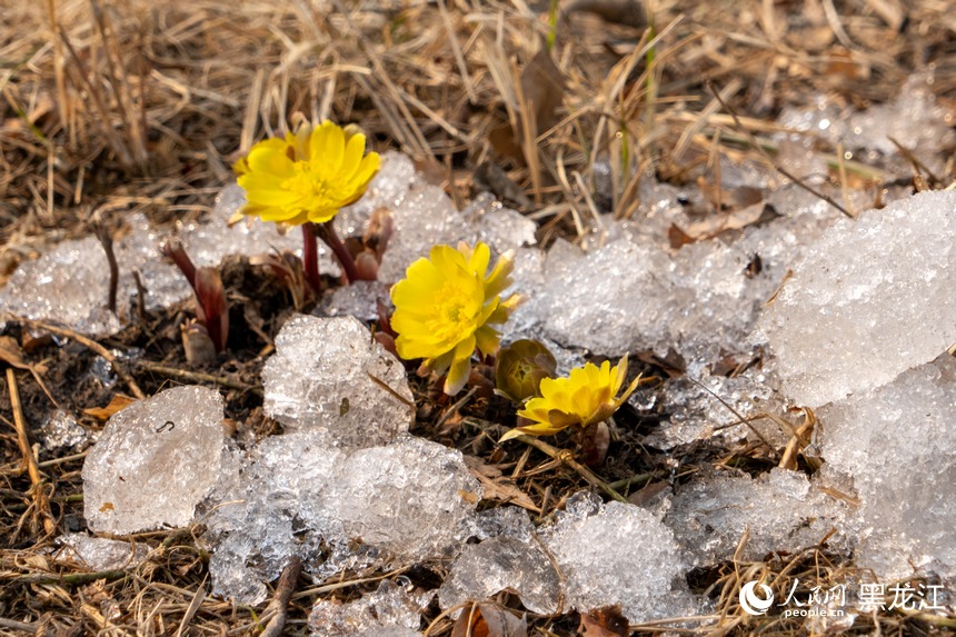 哈尔滨：“报春第一花”悄然绽放