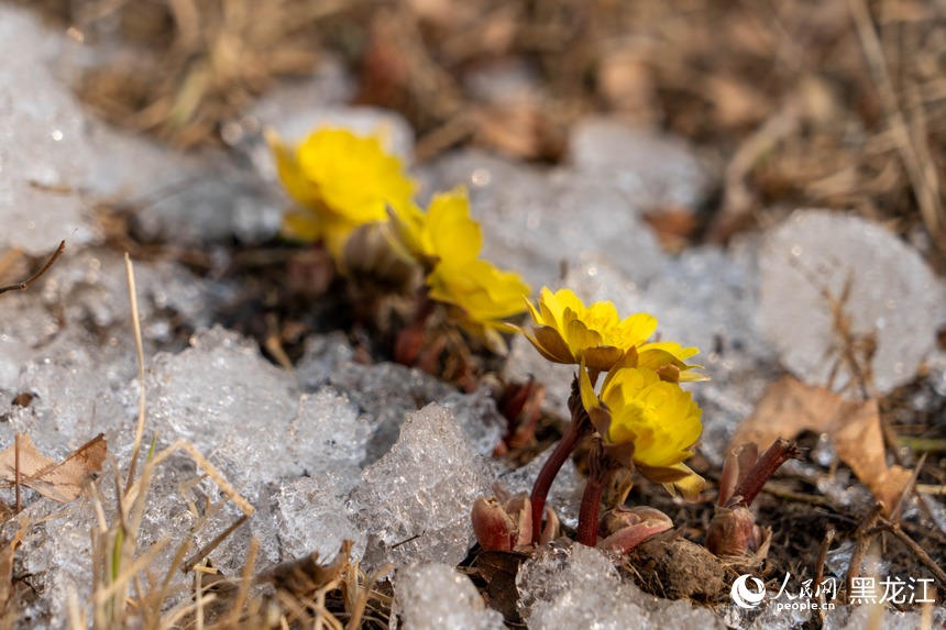 哈尔滨：“报春第一花”悄然绽放