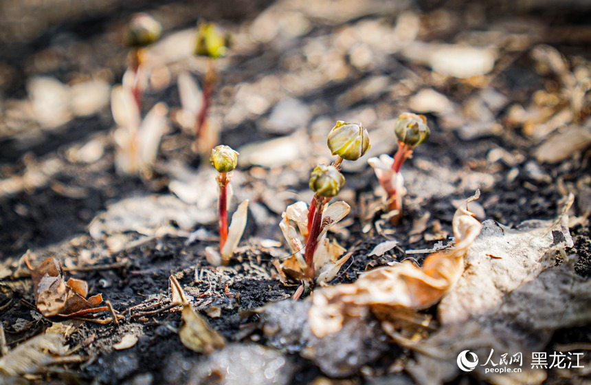哈尔滨：“报春第一花”悄然绽放