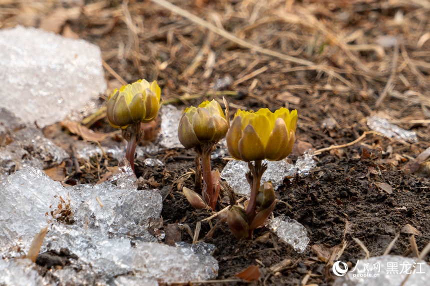 哈尔滨：“报春第一花”悄然绽放