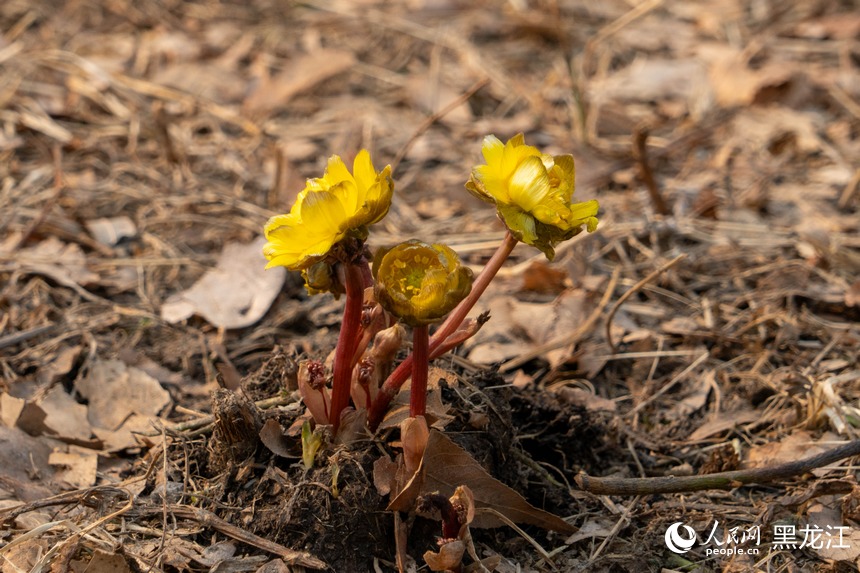 哈尔滨：“报春第一花”悄然绽放