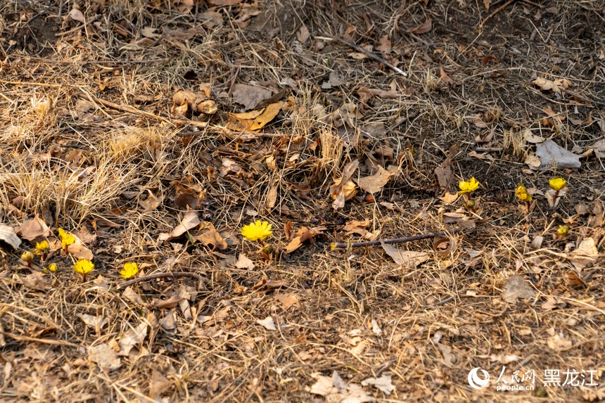 哈尔滨：“报春第一花”悄然绽放