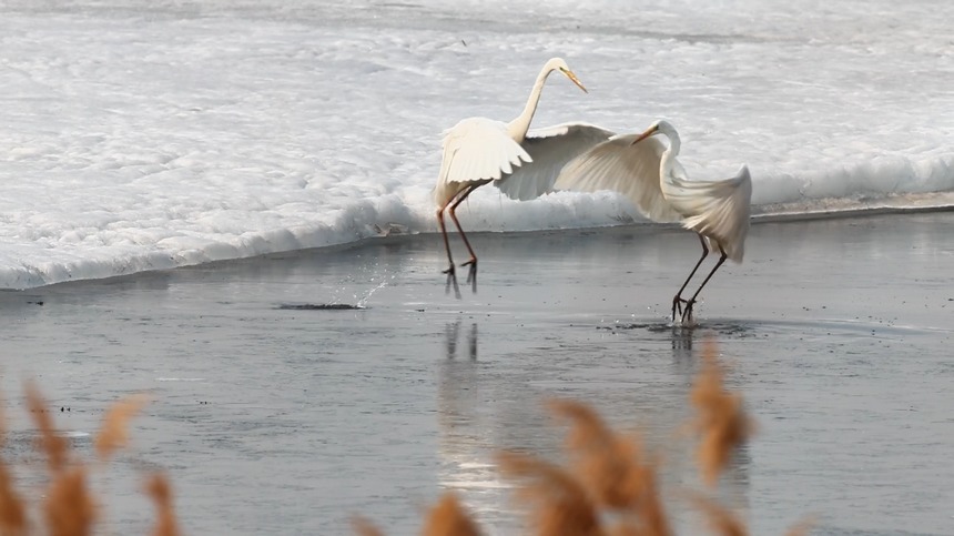 兴凯湖迎来首个春季候鸟迁徙高峰