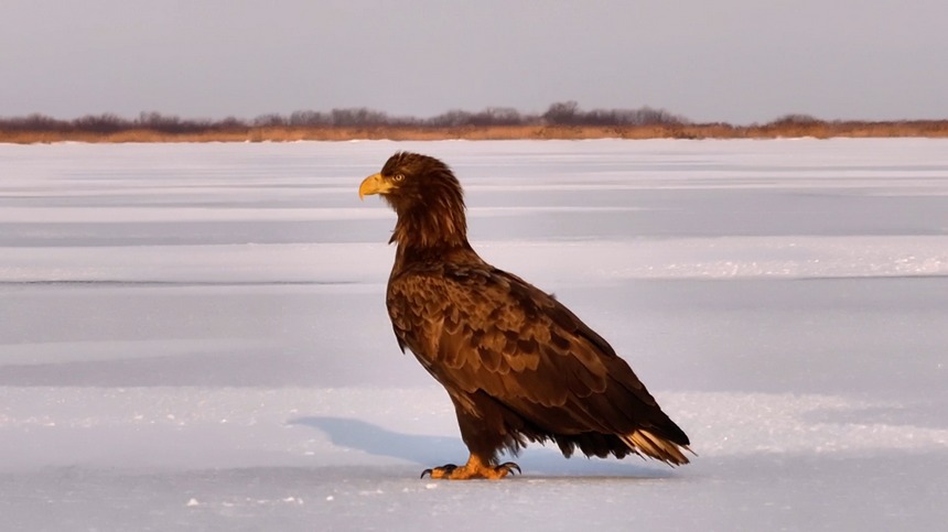 兴凯湖迎来首个春季候鸟迁徙高峰