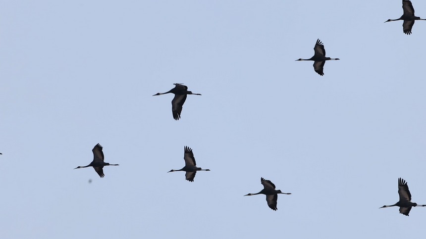 兴凯湖迎来首个春季候鸟迁徙高峰