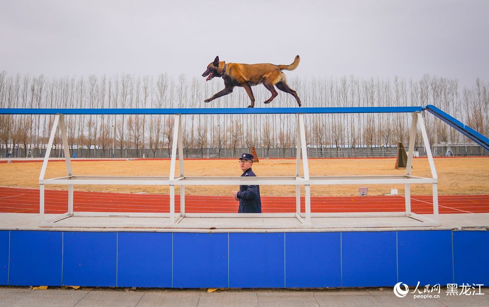 探访哈尔滨警犬训练基地：特殊“尖兵”的日常锤炼